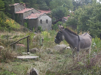 our donkey Brunella